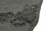 Devonian Lobe-Finned Fish (Osteolepis) - Scotland #177082-2
